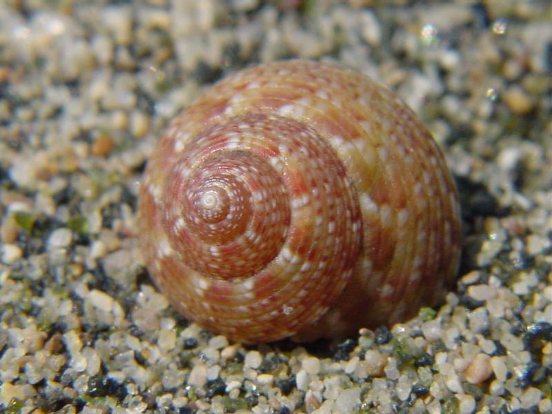 Gibbula turbinoides